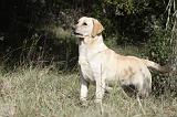 LABRADOR 755